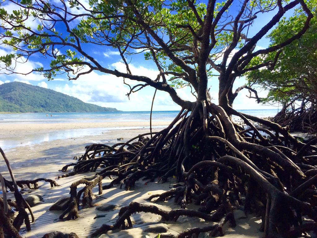 Cape Tribulation Holiday House ภายนอก รูปภาพ