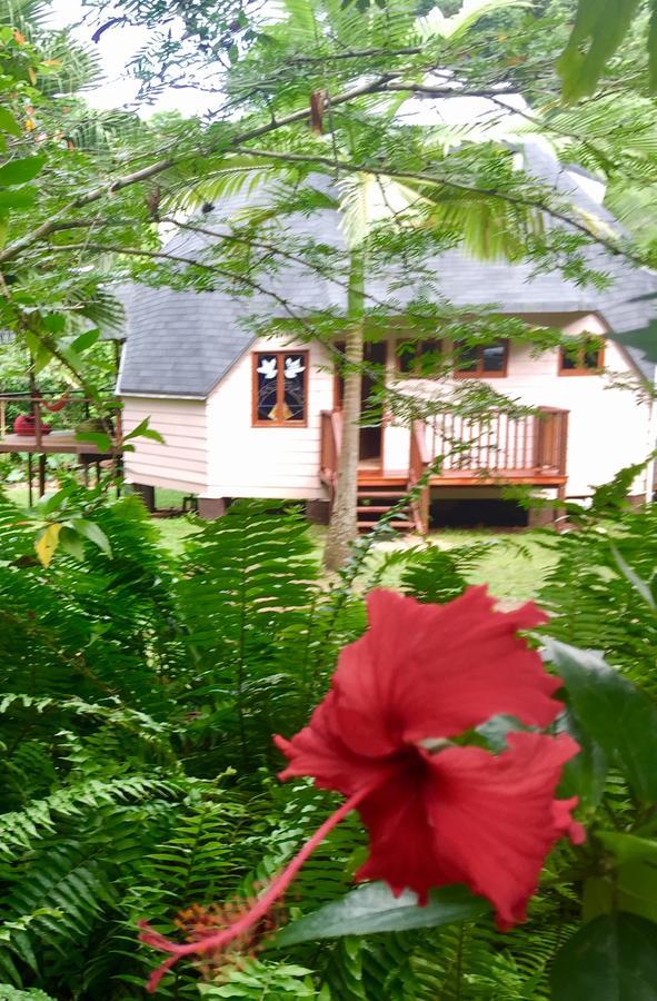 Cape Tribulation Holiday House ภายนอก รูปภาพ
